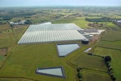 Flemish grower installs Plessey LED lighting
