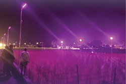 Taiwan Researchers Design LED Lighting System for Water Bamboo to Increase Yield and Save 80% Energy Consumption