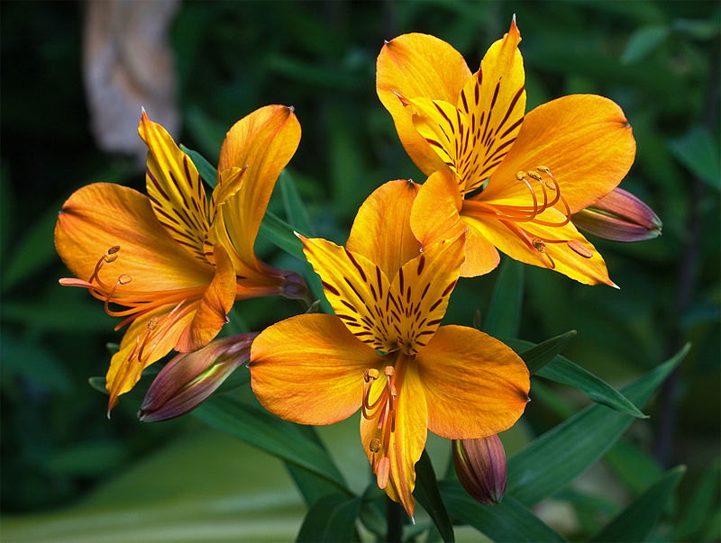 Philips LED Lights Will Short Alstroemerias Blossom Cycles
