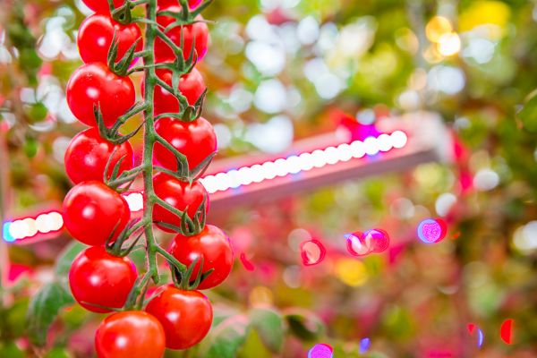 Philips Lighting announced a LED Horticultural Lighting Project