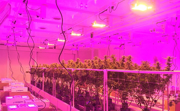 Colorado Grower Optimizes Cannabis Operation for Hot Climate with LumiGrow