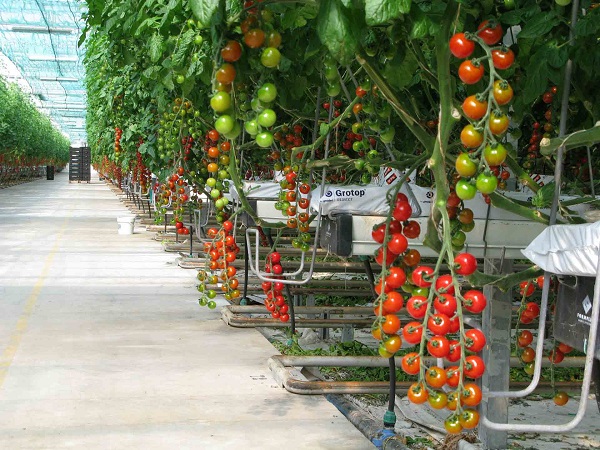 New LED Lighting Solution Improve Plant Quality