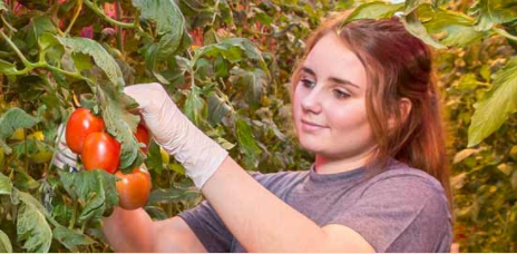 Philips Lighting Awarded a New Horticultural LED Lighting Project