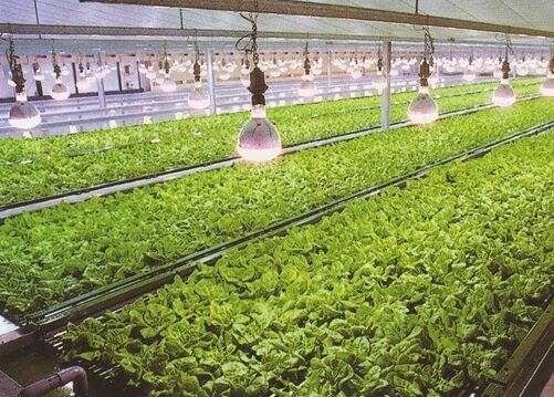 Horticulture lighting leader Transcend lighting will be Rebranding as Thrive Agritech