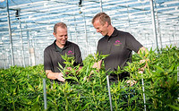 Plessey Partners with Top Dutch Alstroemeria Grower for LED Grow Lights