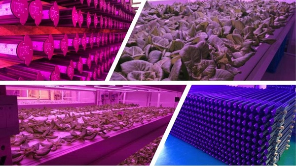 Future Farm Technologies's  LED Canada division has made significant progress in the past quarter