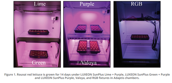 RPI Study Demonstrates that The Best Combined Yield and Antioxidant Concentrations in the Lettuce was Observed Using LUXEON SunPlus Series LEDs
