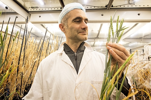  Growing Time Of Wheat Was Cut By 50% By Using LED Lighting.