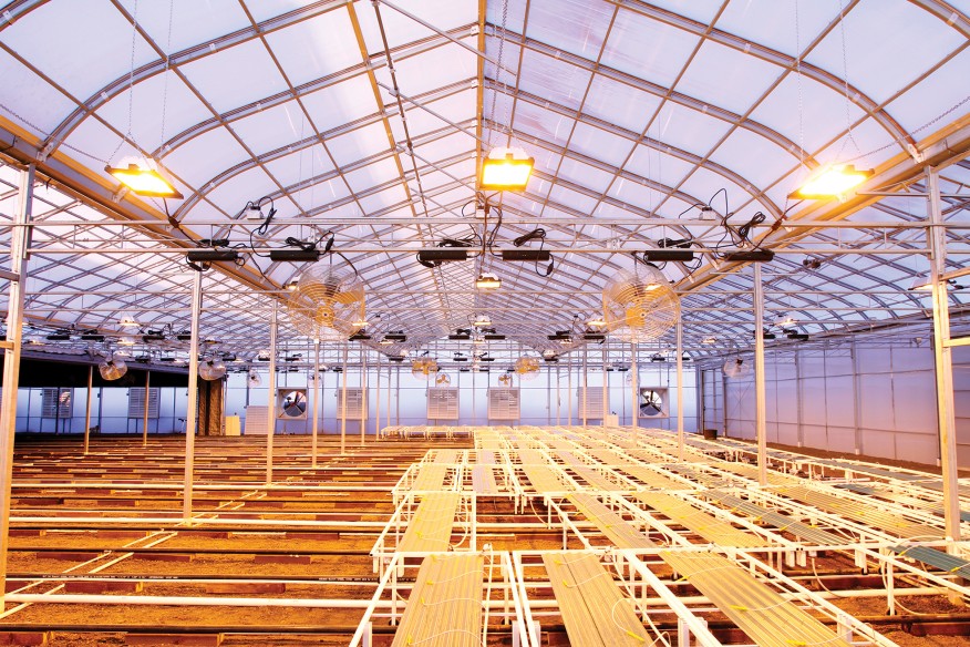 Lighting’s Next Crop