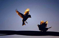 Street Light Controllers ‘killing Sparrows’