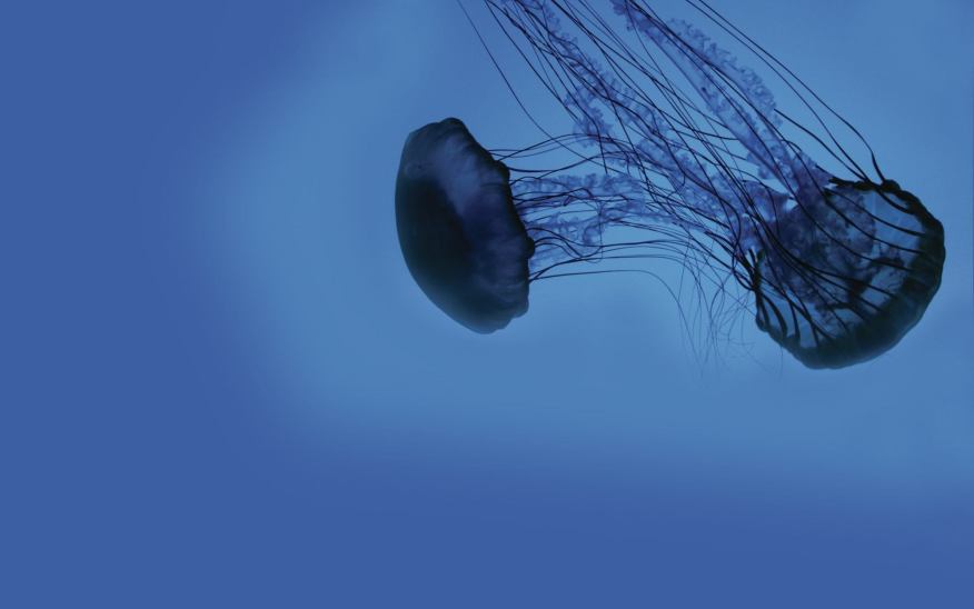 The Lamps in the Deep Dive at Two Aquariums 