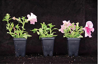 LED Efficacy, UV, and Plant Feedback Highlight Horticulture Presentations