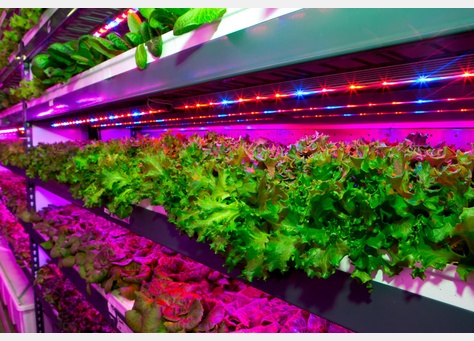 Emirates Constructs the World Largest Vertical Farm with LED lighting