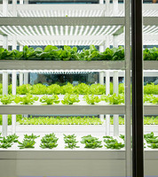 Japanese Convenience Store to Set up LED-equipped Indoor Farm in Tokyo for Fresh Salads Supplies