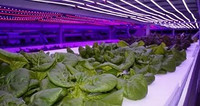 Samsung Electronics Expands Horticulture LED Lineups to Advance Greenhouse and Vertical Farming