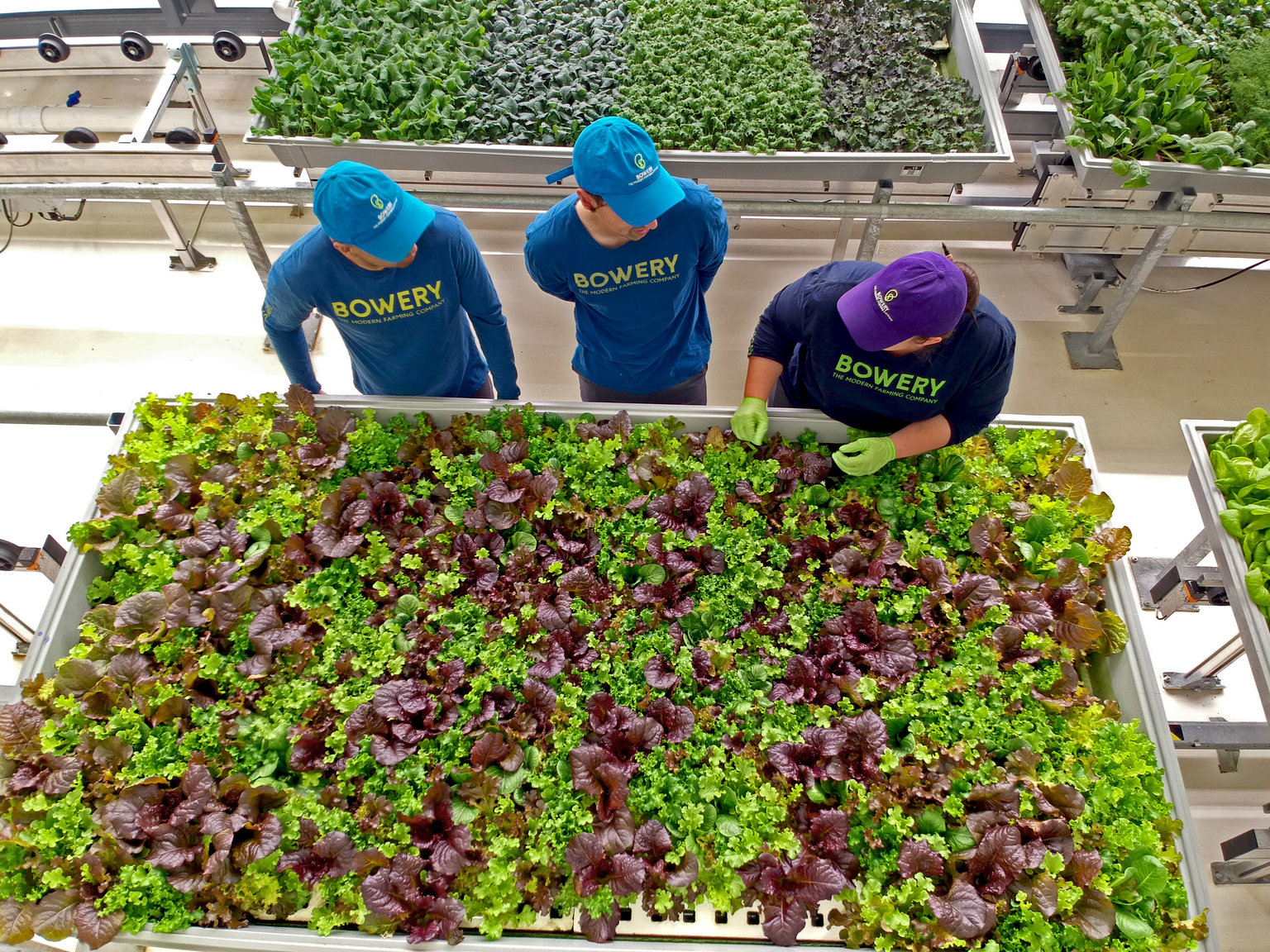 Indoor Farm Startup Receives $90 Million Fund from Uber CEO and GV