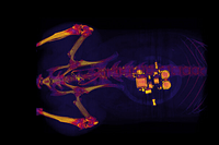 Bladder Disorders Bo Be Solved By Implantable LED Lighting Device
