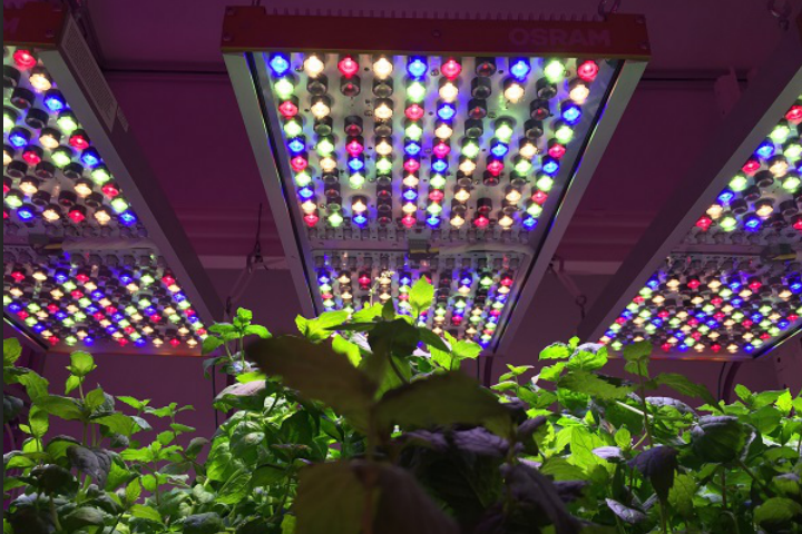 Osram Develops Grow Light Solutions for Horticulture Research