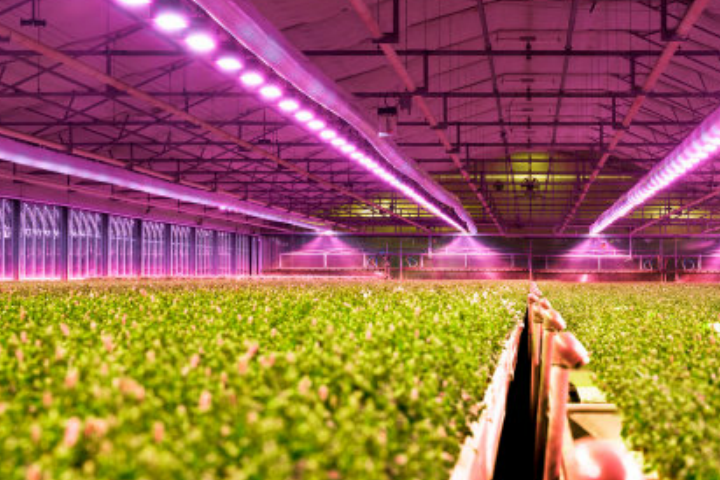 DesignLights Consortium Announces New Standard for LED Horticultural Lighting and MaxLite Offers the First Approved Product
