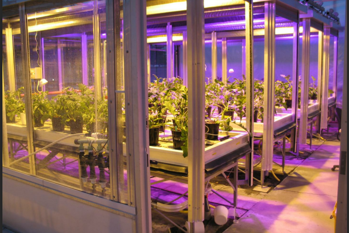 Research Proves LED Lighting Improves Flower Growth Compare to HPS Lighting