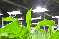 LRC to Develop Education Program Focus on Horticulture Lighting Applications