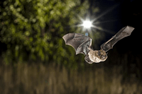 Research Shows How Street Lights and Trees Influence Activity of Urban Bats