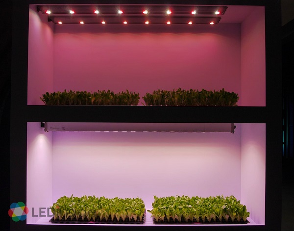 Macedonian Company Looks to Automate Light Environment with Heliospectra’s Solutions for Cannabis Cultivation