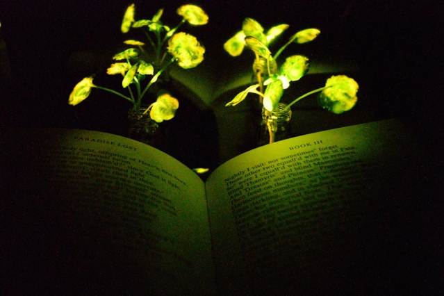 MIT Architect and Chemical Engineer Work on Light-emitting Plants for Sustainable Buildings