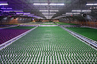 Fluence by Osram Strengthens LED Lighting Solutions in Horticulture for European Market