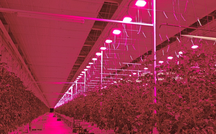 Plessey To Complete LED Installation For Tomato Farm In Belgium