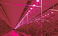 Plessey To Complete LED Installation For Tomato Farm In Belgium