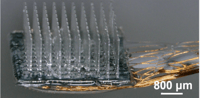 LED Array Illuminates Glass Microneedles Implant for Optogenetics