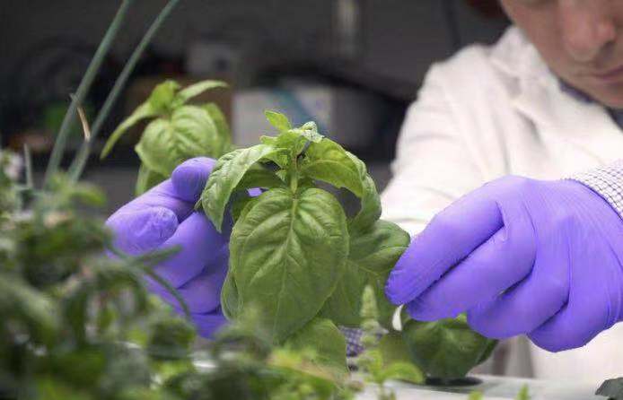 LED Plant Lighting Factory will Become a Chinese Business Card