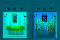 UK Researchers Develop LED-based Smart Chamber to Find Growth Recipe for Advanced Indoor Farming Solutions