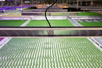 Fluence by Osram to Support JWC with Its Horticulture LED Lighting Solutions Lighting