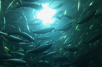 Natural Light Mimicking LED Lighting Supports Sustainable Fishing