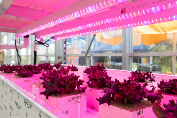 GE Current Provides Tips for Growers when Choosing Horticulture LEDs