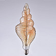 Light bulb of Xingbo conch lighting