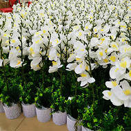 HengTian White Flower Light