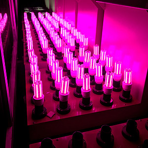 U-shaped Corn Purple Light,Light Bulb