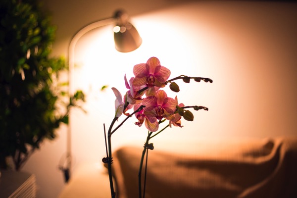 Whether Plants Can Perform Photosynthesis with Sunlight Lamps?